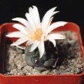 Turbinicarpus longispinus