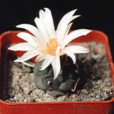 Turbinicarpus longispinus