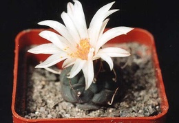 Turbinicarpus longispinus