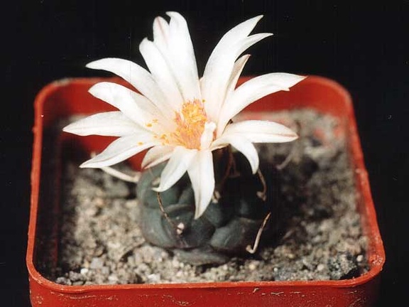 Turbinicarpus longispinus