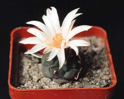 Turbinicarpus longispinus