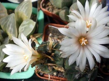 Turbinicarpus longispinus B0-494 Gurus