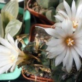 Turbinicarpus longispinus B0-494 Gurus