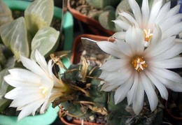 Turbinicarpus longispinus B0-494 Gurus