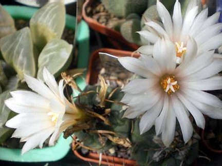 Turbinicarpus longispinus B0-494 Gurus