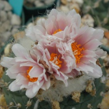 Turbinicarpus lophophoroides