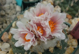 Turbinicarpus lophophoroides