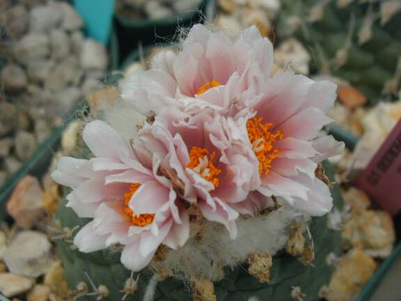 Turbinicarpus lophophoroides