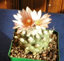 Turbinicarpus lophophoroides2