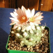 Turbinicarpus lophophoroides2