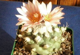 Turbinicarpus lophophoroides2