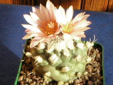 Turbinicarpus lophophoroides2