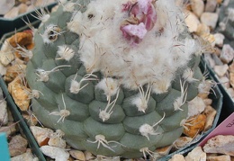 Turbinicarpus lophophoroides fl