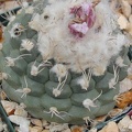 Turbinicarpus lophophoroides fl