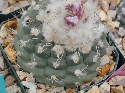 Turbinicarpus lophophoroides fl