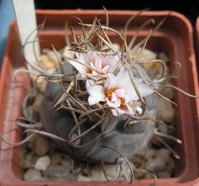 Turbinicarpus macrochele Ru FG