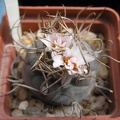 Turbinicarpus macrochele Ru FG
