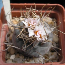 Turbinicarpus macrochele Ru FG