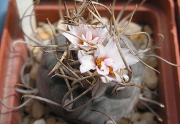 Turbinicarpus macrochele Ru FG