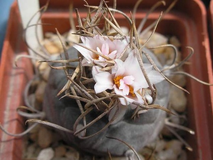 Turbinicarpus macrochele Ru FG