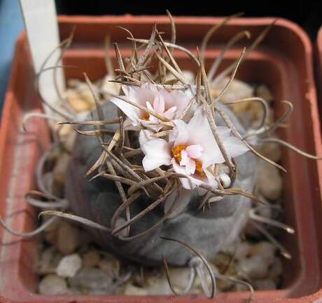 Turbinicarpus macrochele Ru FG