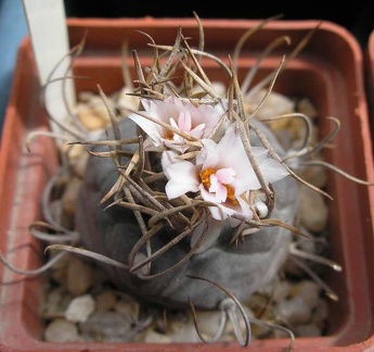Turbinicarpus macrochele Ru FG