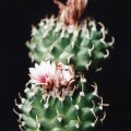 Turbinicarpus panarottoi