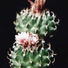 Turbinicarpus panarottoi