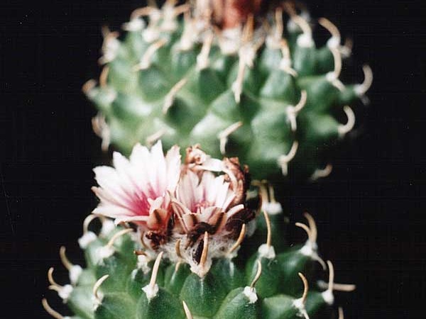 Turbinicarpus panarottoi