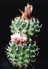 Turbinicarpus panarottoi