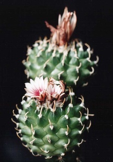 Turbinicarpus panarottoi