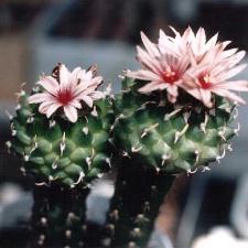 Turbinicarpus panarottoi