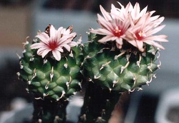 Turbinicarpus panarottoi