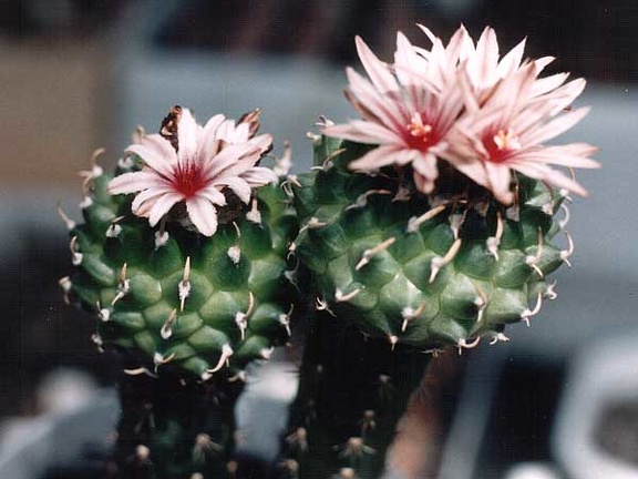 Turbinicarpus panarottoi