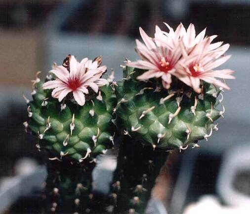 Turbinicarpus panarottoi