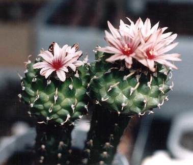 Turbinicarpus panarottoi