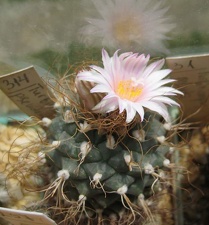 Turbinicarpus pseudomacrochele Galin FG