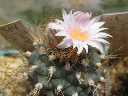 Turbinicarpus pseudomacrochele Galin FG