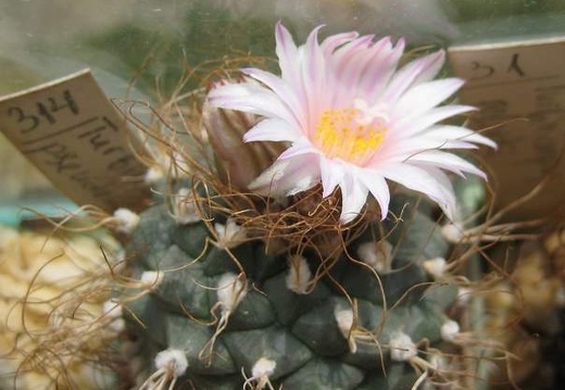 Turbinicarpus pseudomacrochele Galin FG