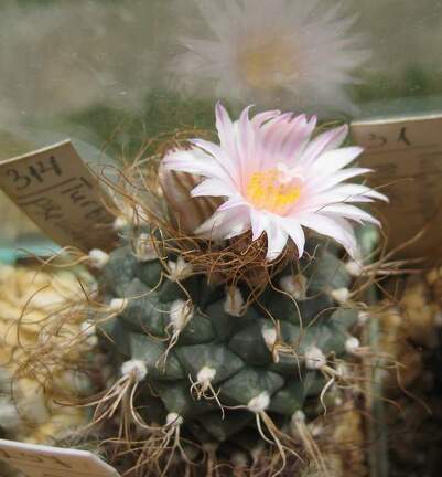 Turbinicarpus pseudomacrochele Galin FG