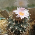 Turbinicarpus pseudomacrochele Galin FG