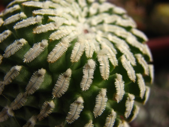 Turbinicarpus pseudopectinatus  Pelecyphora pseudopectinata  Paz-Ketsko