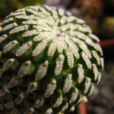 Turbinicarpus pseudopectinatus  Pelecyphora pseudopectinata  Paz-Ketsko