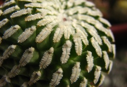 Turbinicarpus pseudopectinatus  Pelecyphora pseudopectinata  Paz-Ketsko