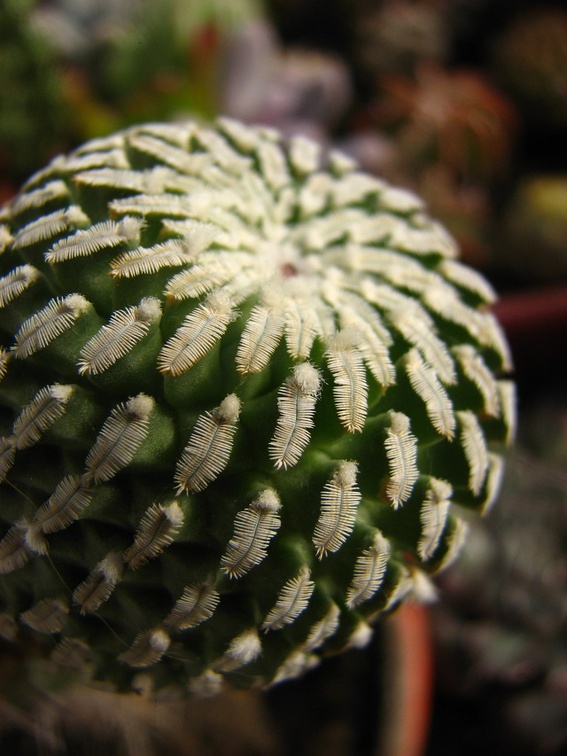 Turbinicarpus pseudopectinatus  Pelecyphora pseudopectinata  Paz-Ketsko