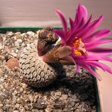 Turbinicarpus pseudopectinatus v  rubriflorus 1