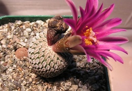 Turbinicarpus pseudopectinatus v  rubriflorus 1