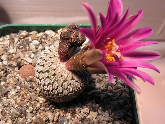 Turbinicarpus pseudopectinatus v  rubriflorus 1