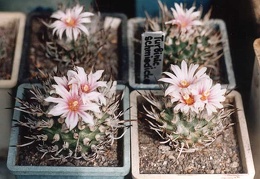 Turbinicarpus schmiedickeanus