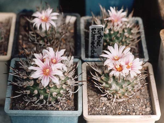 Turbinicarpus schmiedickeanus